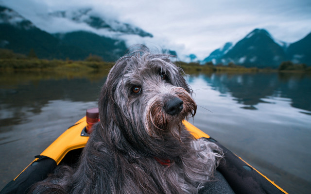 Dog boat mountains cloudy sky free wallpaper for desktop - medium preview image