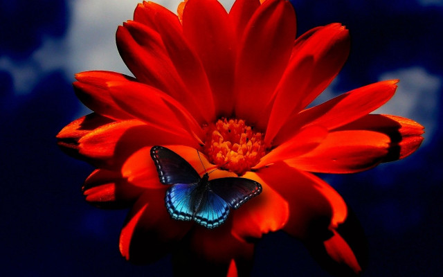 Butterfly red flower blue sky free wallpaper for desktop - medium preview image