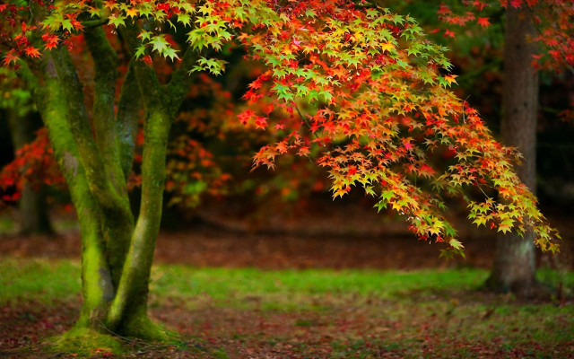 Tree red leaves park green free wallpaper for desktop - medium preview image