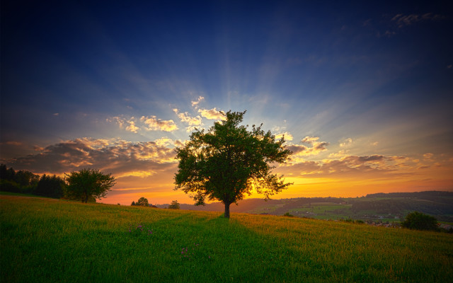 Tree field sunset clouds horizon #3 free wallpaper for desktop - medium preview image