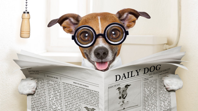 Dog glasses reading newspaper bell free wallpaper for desktop - medium preview image