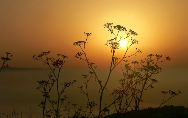Sunset foggy field plant silhouette free wallpaper for desktop - medium preview image