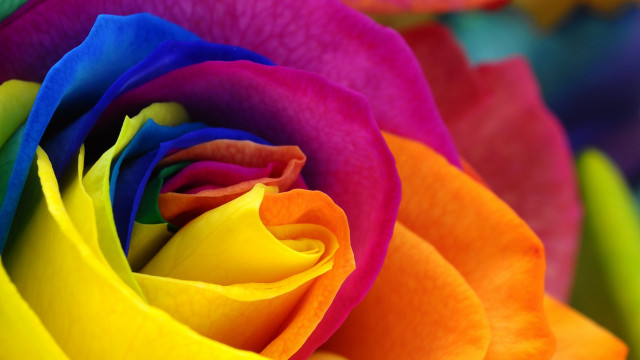 Multicolored rose green yellow red free wallpaper for desktop - medium preview image