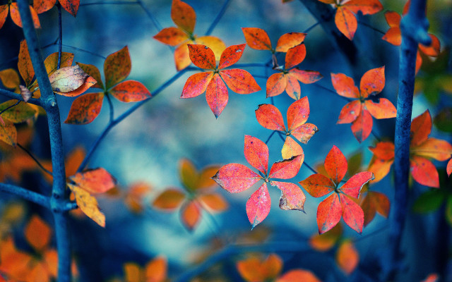 Autumn tree red leaves blue free wallpaper for desktop - medium preview image