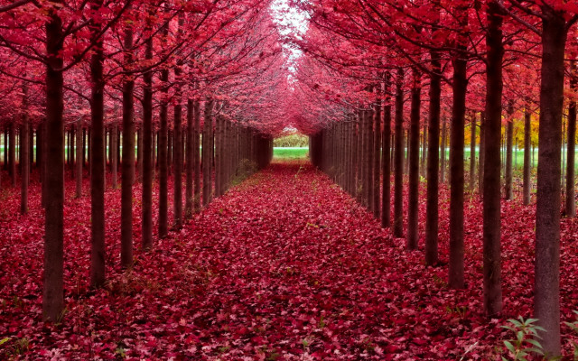 Red leaves tunnel autumn forest free wallpaper for desktop - medium preview image