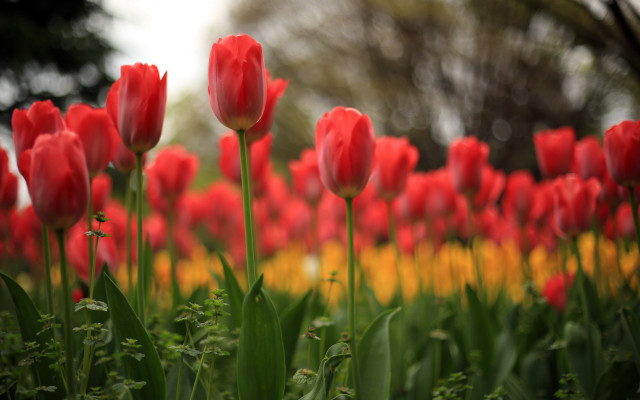 Red tulips yellow background trees free wallpaper for desktop - medium preview image