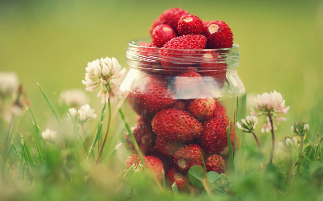 Jar strawberries green field flower free wallpaper for desktop - medium preview image