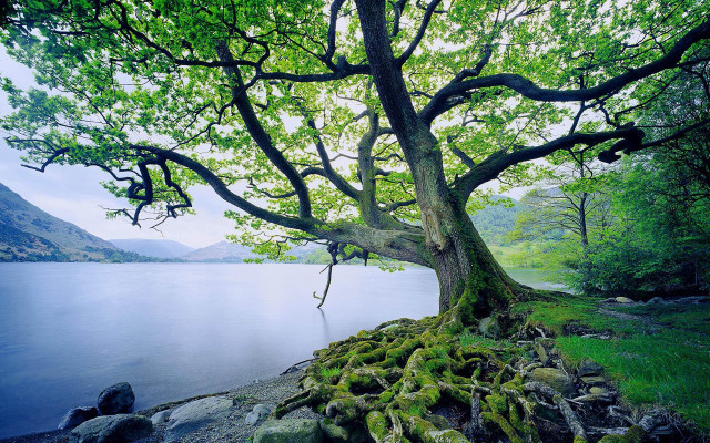Tree moss water mountains rock free wallpaper for desktop - medium preview image