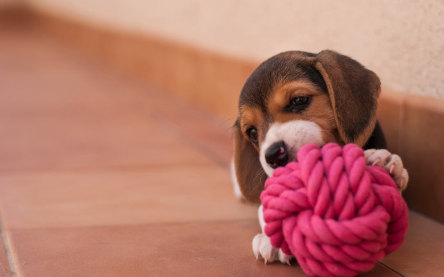 Beagle puppy chewing pink yarn free wallpaper for desktop - medium preview image