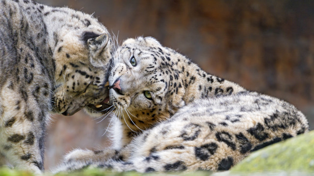 Snow leopards playing outdoors blurry free wallpaper for desktop - medium preview image