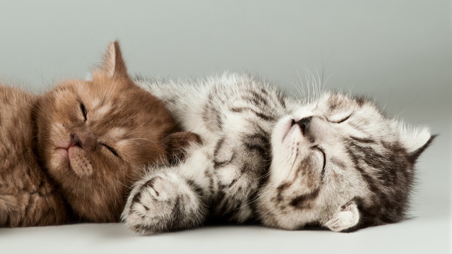 Sleeping cat animals white surface free wallpaper for desktop - medium preview image