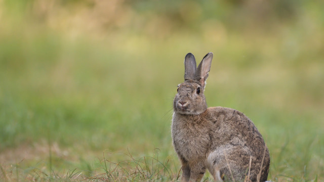 Rabbit grass camera focus beatrix free wallpaper for desktop - medium preview image