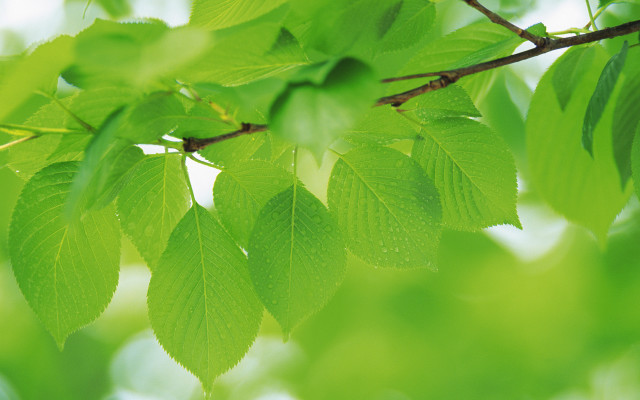 Green leafy branch bokeh nature free wallpaper for desktop - medium preview image