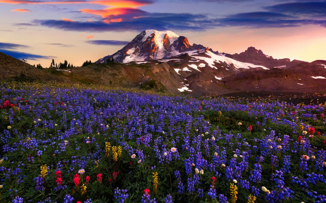 Snowy mountain flower sunset cityscape free wallpaper for desktop - medium preview image