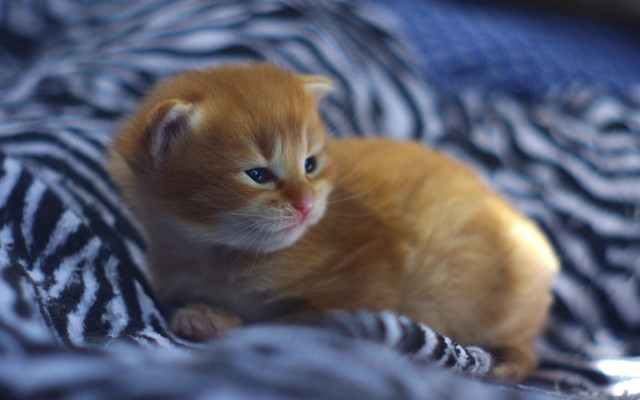 Orange kitten bed zebra blurry free wallpaper for desktop - medium preview image