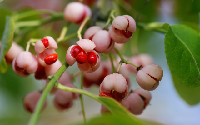 Berries branch leaves blurry bokeh free wallpaper for desktop - medium preview image