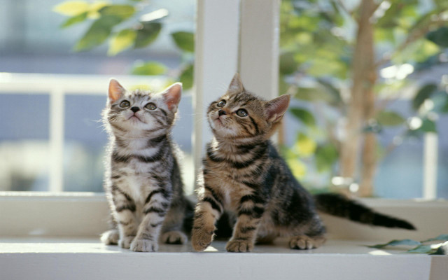 Kittens window sill bokeh photorealistic free wallpaper for desktop - medium preview image