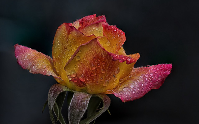 Flower water droplets macro art free wallpaper for desktop - medium preview image