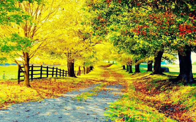 Fall road fence trees leaves free wallpaper for desktop - medium preview image