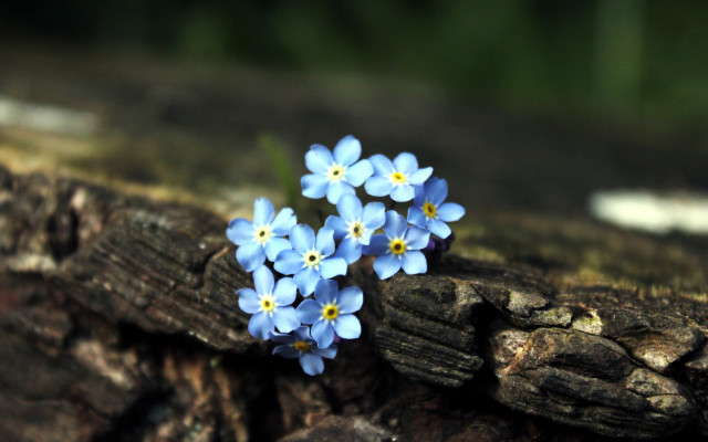 Blue flower wood log moss free wallpaper for desktop - medium preview image