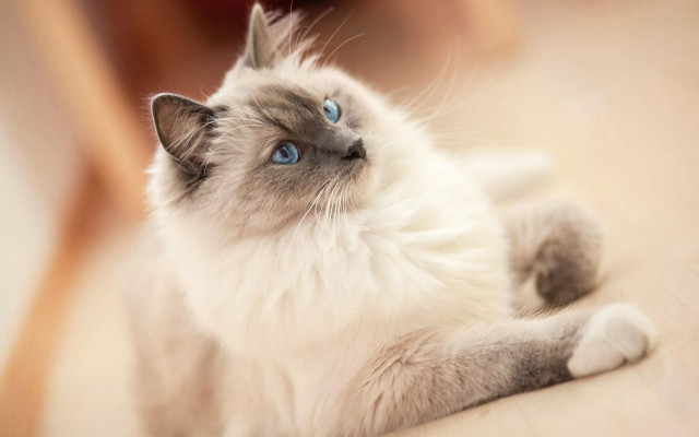 Cat blue eyes laying on #3 free wallpaper for desktop - medium preview image