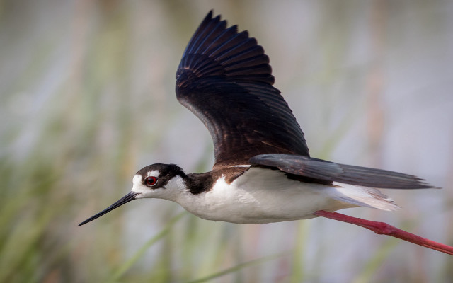 Bird eagle crow flying wings free wallpaper for desktop - medium preview image