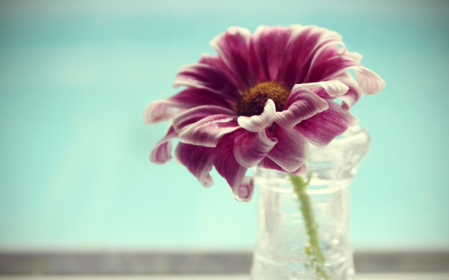 Flower vase water outdoors stilllife free wallpaper for desktop - medium preview image