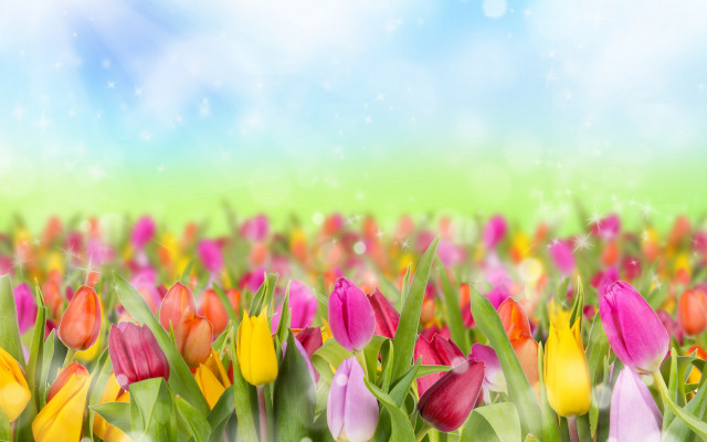 Colorful tulips blurry background flower free wallpaper for desktop - medium preview image