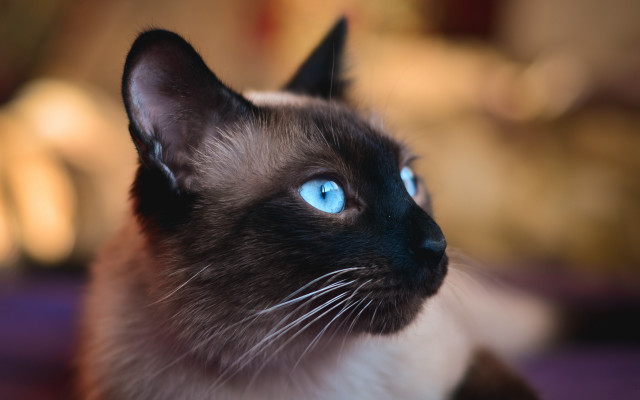 Siamese blue eyes cat portrait free wallpaper for desktop - medium preview image