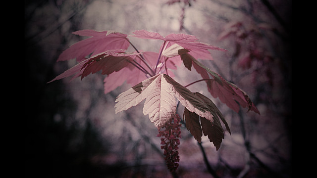 Tree berries leaves forest pink free wallpaper for desktop - medium preview image