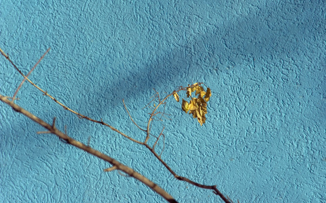 Yellow leaf branch blue wall free wallpaper for desktop - medium preview image