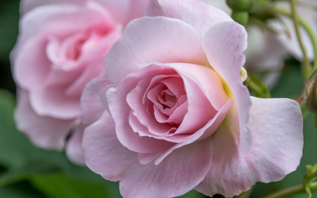 Pink rose macro rococo blurry free wallpaper for desktop - medium preview image