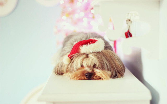 Dog santa hat christmas tree free wallpaper for desktop - medium preview image