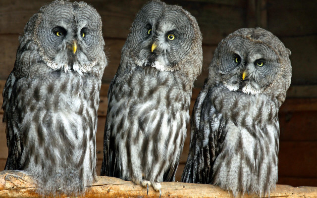 Three owls sad log birds free wallpaper for desktop - medium preview image