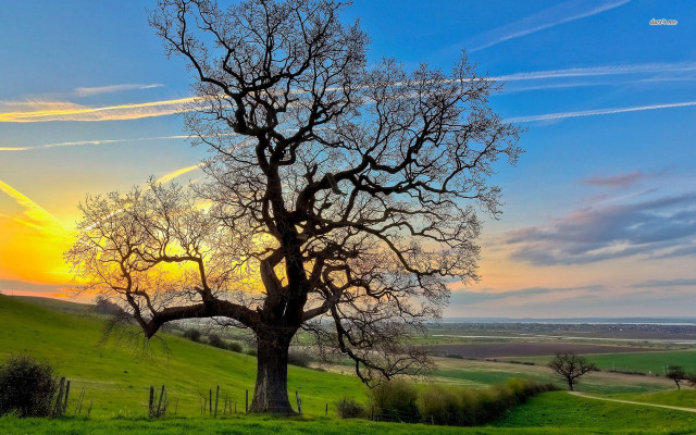 Tree field sunset clouds sky #15 free wallpaper for desktop - medium preview image