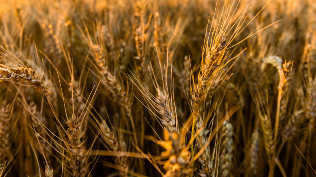 Wheat field autumn fire sunset free wallpaper for desktop - medium preview image