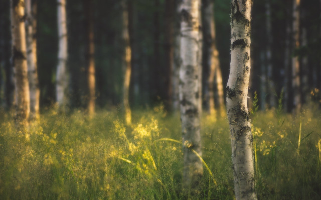 Forest trees grass bokeh city free wallpaper for desktop - medium preview image