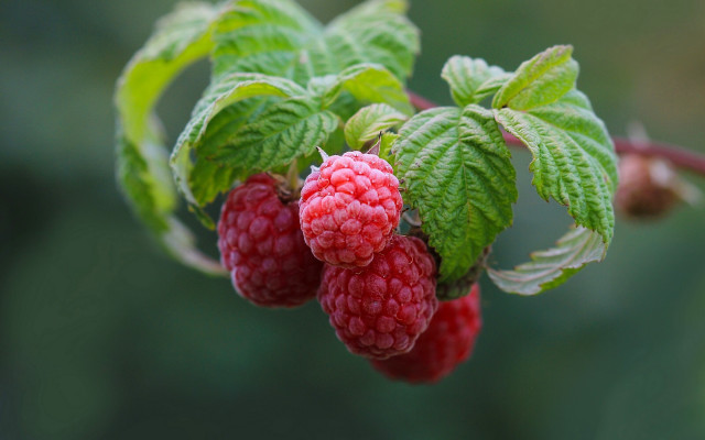 Raspberries tree branch macro photorealism free wallpaper for desktop - medium preview image