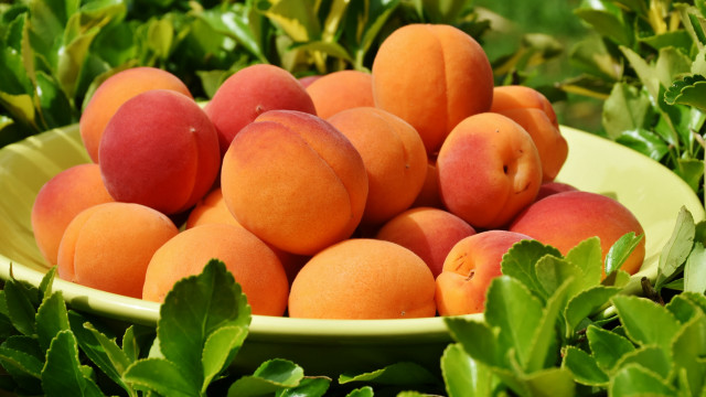 Peach bowl green leaves bush free wallpaper for desktop - medium preview image