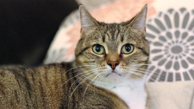 Serious black cat blue eyes free wallpaper for desktop - medium preview image