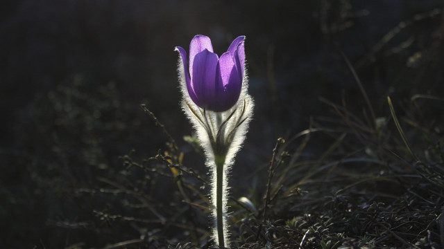 Purple flower sunlight field macro free wallpaper for desktop - medium preview image