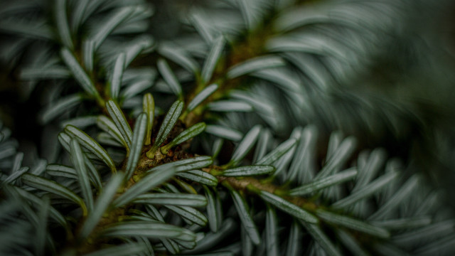Pine needle branch blurry background free wallpaper for desktop - medium preview image