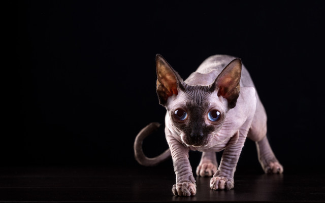 Cat blue eyes standing on free wallpaper for desktop - medium preview image