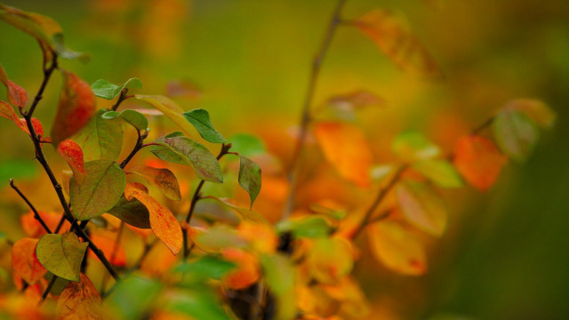 Tree leaves autumn bokeh macro free wallpaper for desktop - medium preview image