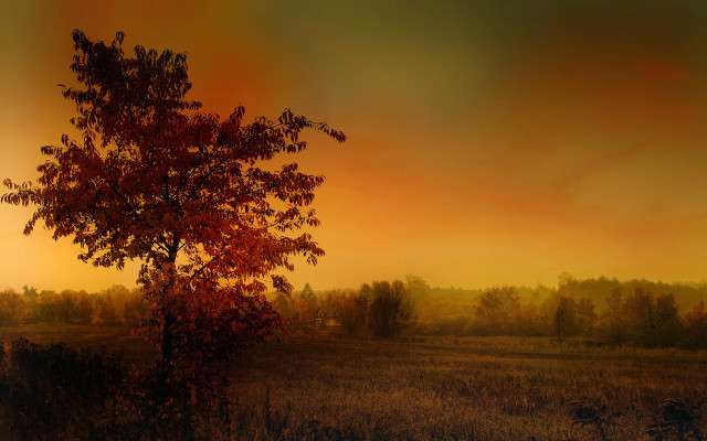Tree sunset autumn leaves matte free wallpaper for desktop - medium preview image