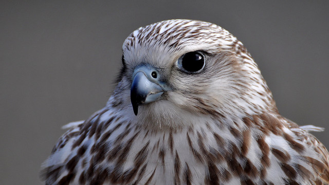 Bird of prey blue beak free wallpaper for desktop - medium preview image