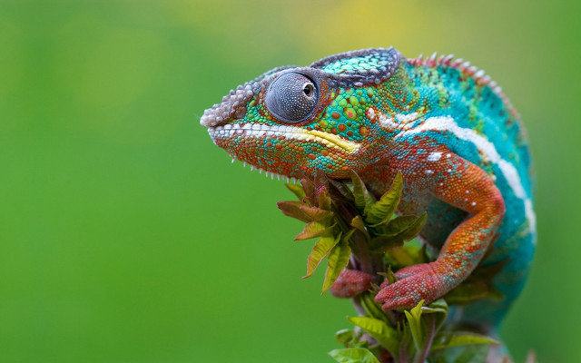 Colorful chameleon branch leaves gradient free wallpaper for desktop - medium preview image