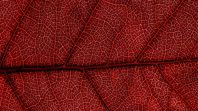 Red leaf veins macro art free wallpaper for desktop - medium preview image