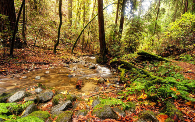 Stream forest trees leaves rocks free wallpaper for desktop - medium preview image