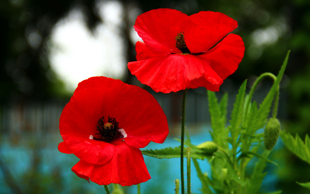 Red flowers garden pool bokeh free wallpaper for desktop - medium preview image
